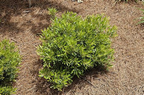 Dons Dwarf Southern Wax Myrtle Myrica Cerifera Dons Dwarf At