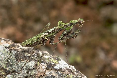 Moss Mantis Haania Confusa Dsc3252 Mok Youn Fai Flickr