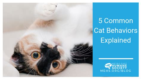 5 Common Cat Behaviors Explained