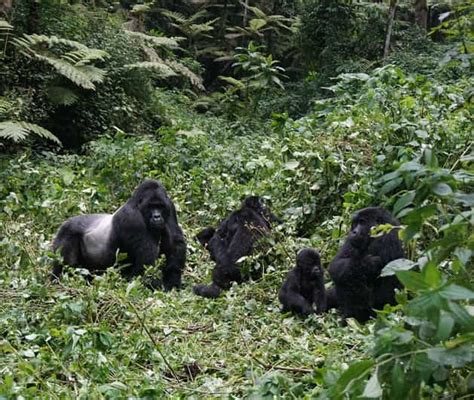 Ouganda Safari De Jours Pour Le Trekking Des Gorilles Au D Part De