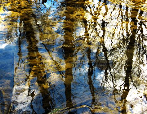 Woodland Reflections Photograph By Shawna Rowe Pixels