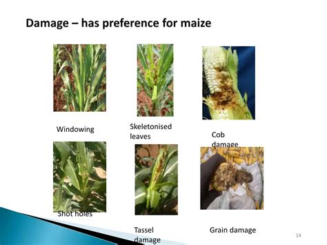 fall army worm ppt bharath | PPTX