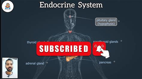 Decoding The Endocrine System Key Insights Into Hormones And Health