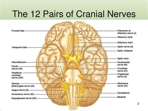 Ppt Cranial Nerves Powerpoint Presentation Free Download Id460654