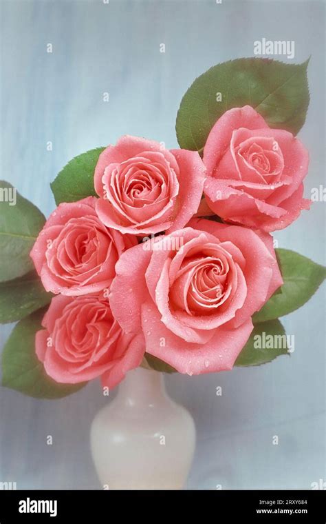 Roses in vase, bouquet of roses, rose Stock Photo - Alamy