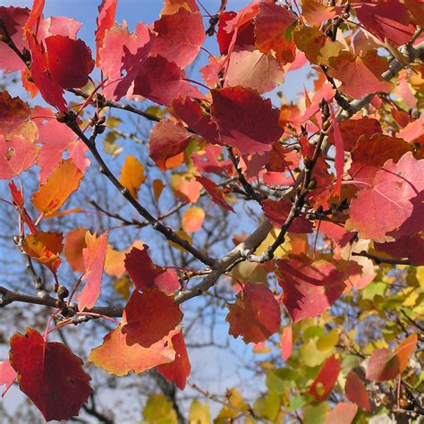 Peuplier Tremble Populus Tremula Grand Arbre Au Feuillage Bruissant