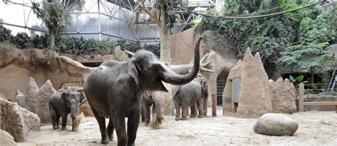 Zoos Near Me That Have Elephants - MEWSNEP