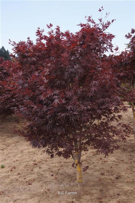 Acer palmatum Bloodgood | Wholesale Nursery Supplies & Plant growers in ...