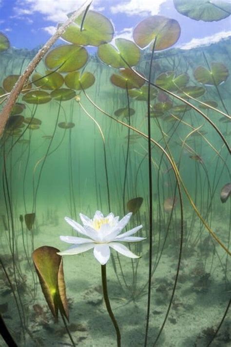 BUY 2 GET 1 FREE Nymphaea Alba Water Lily Full Grown Or Bulb Live