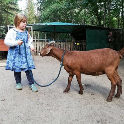 Heim für Tiere Gnadenhof Tierpension