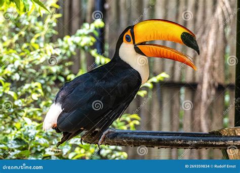 Toucan At Parque Das Aves Foz Do Iguacu Parana Brazil Stock