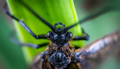 Close-up Photography of Blue Beetle · Free Stock Photo