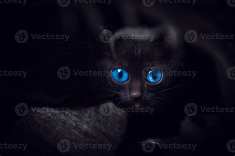 Black cat with beautiful blue eyes,Animal portrait Black kitten ...