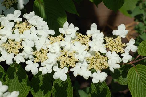 Maries Doublefile Viburnum | Grasshopper Gardens