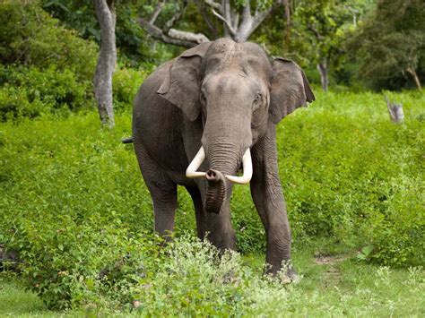 Elephant Who Had Trampled 4 To Death Enters Puja Pandal In Jharkhand