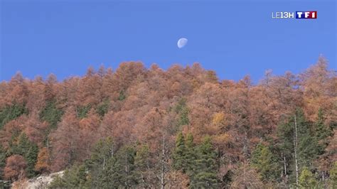 À La Découverte Des Forêts De Mélèzes Dans Les Alpes De Haute Provence