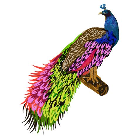 Peacock Illustration, Rat Drawing, Peacock Drawing, Pea Drawing PNG and ...