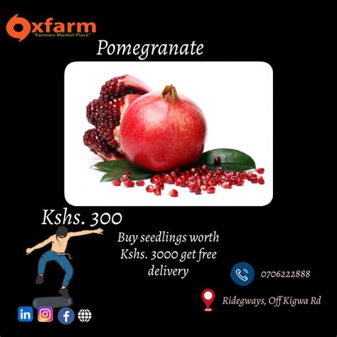 Pomegranate Fruit Oxfarm Organic Ltd