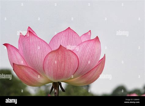 Loto o lirio Nelumbo nucifera también conocido como lotus lotus