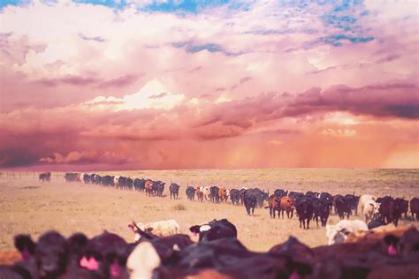 Cattle Drive Photograph by Stacy Burk - Pixels