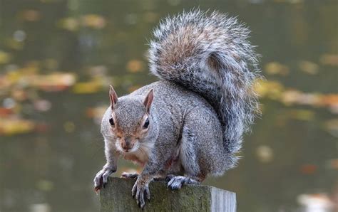 Squirrel Problems Nuisance Intrusion Removal De Md Va