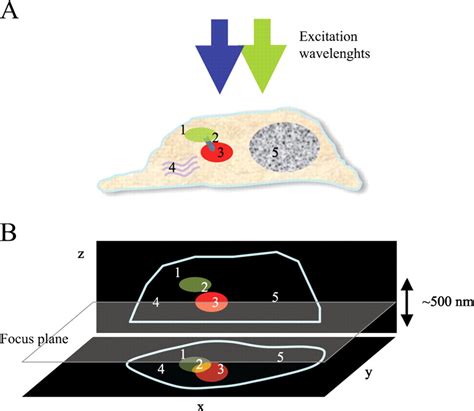 Advanced Correlative Light Electron Microscopy Current Methods And New