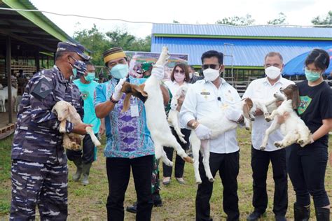 Jelang Iduladha Ini Langkah Preventif Dpkp Kaltara Antisipasi Virus