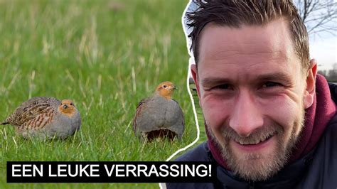 Een Koppeltje Patrijzen Klein Natuurgeluk YouTube