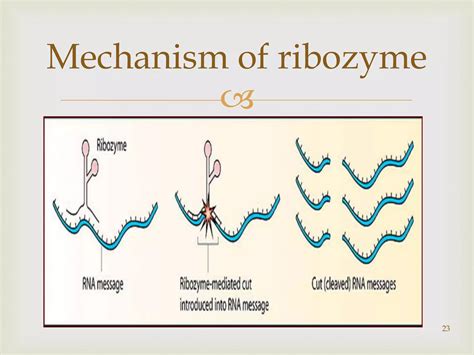 Antisense RNA technology | PPTX 