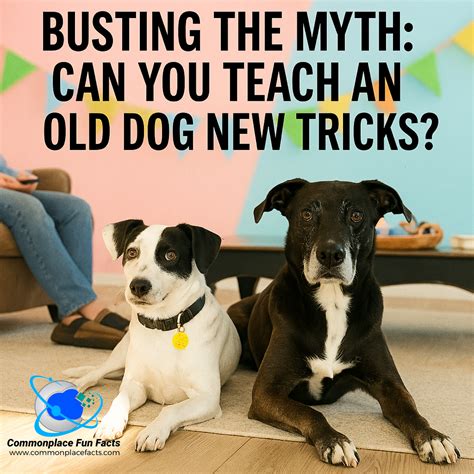 Busting the Myth: Can You Teach An Old Dog New Tricks? - Commonplace