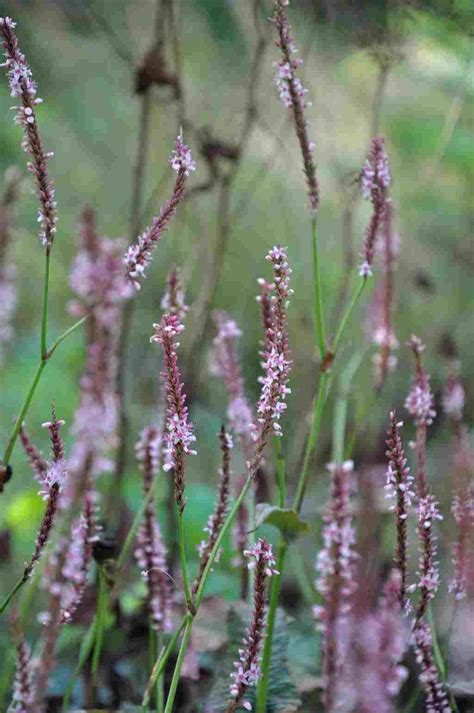 Persicaria Amplexicaulis Rosea