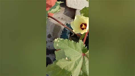 Techniques To Pollinate Okra Bhindi Flower 🌺 Youtube