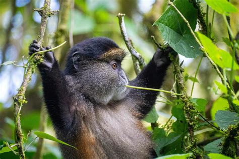 Golden Monkey Trekking In Uganda Arcadia Safaris