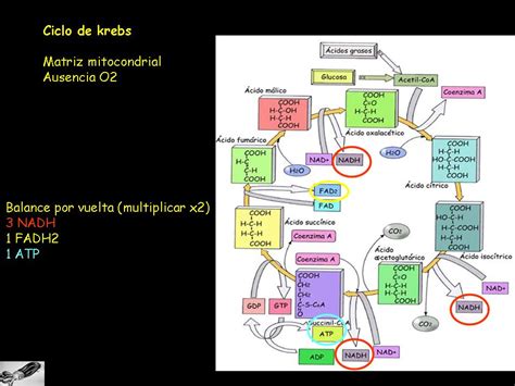 Y La Vida Evolucion Metabolismo Catabolismo Ciclo De Krebs