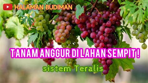 Menanam Anggur Di Halaman Rumah Tanam Anggur Sistem Teralis Di Lahan