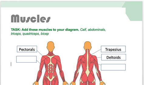 Muscles And Movement Chart