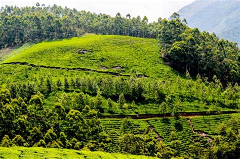 Tea Gardens at Munnar, stock photo. Image of darjeeling - 272556496