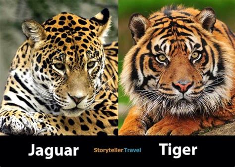 Jaguar vs Tiger: 7 Key Differences Compared (Size, Strength, Appearance ...