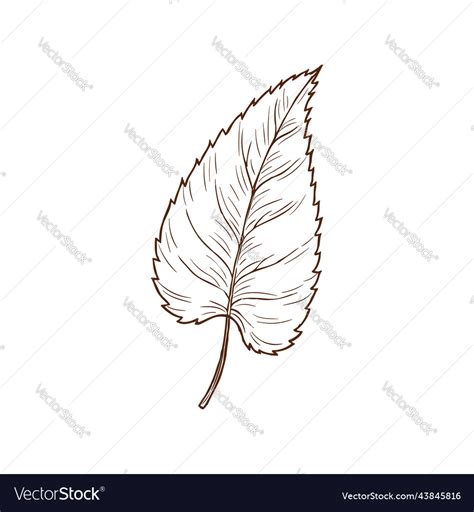 Sketch birch leaf autumn foliage element Vector Image