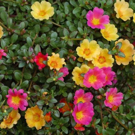 Portulaca Apulia Plants