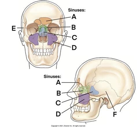 Sinuses Flashcards Quizlet