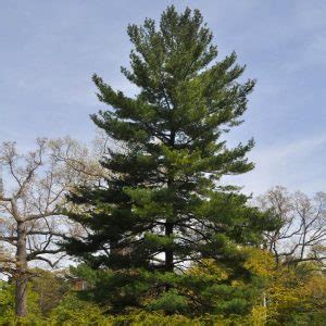 Best 5 Pine Trees To Grow In North Carolina - PlantNative.org