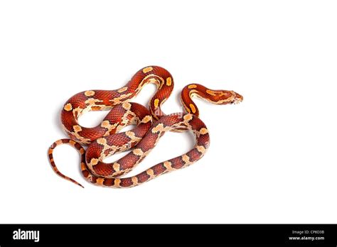 Corn Snake Pantherophis Guttatus Okeetee Form North America Stock