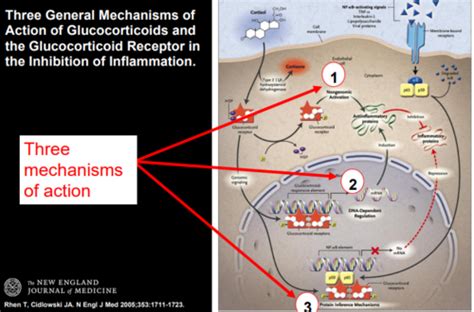 Pharmacology: Anti-inflammatory and Immunosuppressive Drugs Flashcards ...