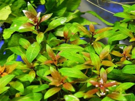 Ludwigia Repens Growth Guide Expert Tips For Success