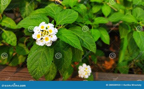 White Flower of Lantana Camara Plant Stock Photo - Image of small ...