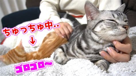 飼い主に撫でられながらゴロゴロふみふみ甘える子猫と兄猫がかわいい！ Youtube