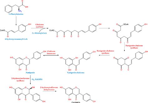 Figure From Molecular Pathways Of Genistein Activity In Breast Cancer