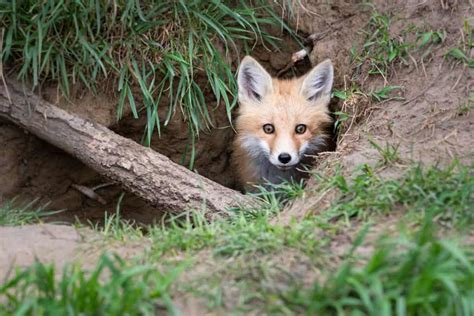 What Does A Fox Den Look Like Exploring A Hidden Habitat