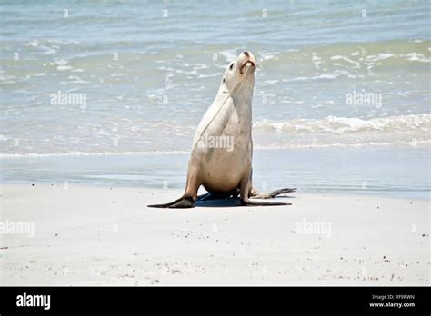 The Sea Lion Has Just Come Out Of The Water And Is Walking On The Sand